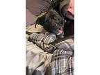 Adopt Remi a Black - with Gray or Silver American Pit Bull Terrier / Mixed dog