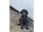 Adopt Remys Pups!! a Black Irish Setter / Great Dane / Mixed dog in Smithfield