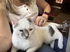 Adopt Snowy a White (Mostly) American Shorthair / Mixed (medium coat) cat in