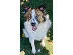 Adopt Ava a Border Collie / Mixed dog in Vallejo, CA (41487876)