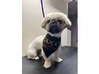 Adopt Blitz a Tan/Yellow/Fawn Pekingese / Mixed dog in Beachwood, NJ (41487934)