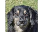 Adopt Pippin a Black - with Tan, Yellow or Fawn Australian Shepherd / Mixed dog