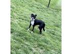Adopt Rocky a Black - with White Australian Cattle Dog / Rat Terrier / Mixed dog