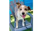 Adopt Sandy a Australian Cattle Dog / Mixed dog in Vallejo, CA (41487878)