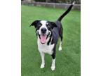 Adopt Allister a Border Collie / Mixed dog in Topeka, KS (41487855)