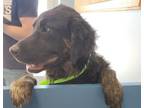 Adopt Hercules a Black Golden Retriever / Labrador Retriever dog in Kingman