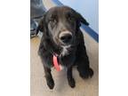 Adopt Lola a Black Golden Retriever / Labrador Retriever dog in Kingman