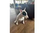 Adopt Rex a White - with Black Bull Terrier / Mixed dog in Laguna Niguel