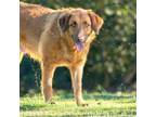 Adopt TAMARA a Labrador Retriever, Mixed Breed