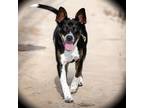 Adopt DIVA a Australian Cattle Dog / Blue Heeler, Mixed Breed