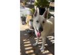 Adopt Neo a White German Shepherd Dog / Mixed dog in Murrieta, CA (41487782)