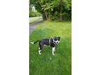 Adopt Drogo a Black - with White American Pit Bull Terrier / Border Collie /