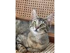 Adopt Disco a Gray or Blue Tabby / Mixed (short coat) cat in San Leandro