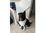 Adopt Loki a Black - with White Akita / Mixed dog in Colorado Springs