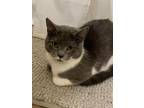 Adopt Olive a Gray or Blue (Mostly) Munchkin / Mixed (medium coat) cat in
