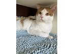 Adopt Dallas a White (Mostly) Domestic Shorthair / Mixed (short coat) cat in
