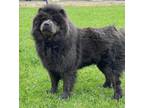 Adopt Addy a Black Chow Chow / Mixed dog in Ventura, CA (41487423)
