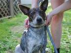 Adopt Missy a Gray/Blue/Silver/Salt & Pepper Australian Cattle Dog / Mixed dog