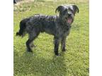 Adopt Bobo a Gray/Silver/Salt & Pepper - with Black Irish Wolfhound /