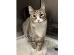 Adopt Judge a Domestic Shorthair / Mixed (short coat) cat in Aurora