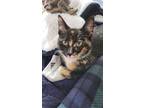 Adopt Jade a Calico or Dilute Calico Domestic Shorthair / Mixed (short coat) cat