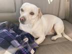 Adopt Max a White Mutt / Mixed dog in Whittier, CA (41487386)