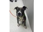 Adopt ALLY GATOR a Pit Bull Terrier, Mixed Breed