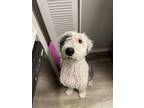 Adopt Oliver a Black - with White Old English Sheepdog / Mixed dog in Winter