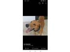 Adopt Roger a Tan/Yellow/Fawn - with White Hound (Unknown Type) / Mixed dog in