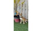 Adopt Winnie a Shepherd (Unknown Type) / Cattle Dog / Mixed dog in Newman