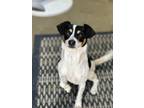 Adopt Lilo a Rat Terrier / Mixed Breed (Medium) / Mixed dog in Newman