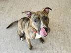 Adopt TANK GIRL a Terrier, Mixed Breed