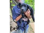 Adopt Betty a Black Labrador Retriever / Pit Bull Terrier / Mixed dog in Pelzer