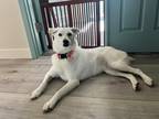 Adopt Pearl a White Mutt / Mixed dog in Orange, CA (41487317)