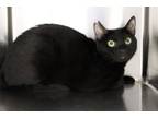Adopt Olive a All Black Domestic Shorthair (short coat) cat in Weatherford
