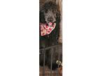 Adopt Merle a Black - with White Poodle (Standard) / St. Bernard / Mixed dog in