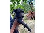 Adopt Fred a Black - with White Labrador Retriever / Pit Bull Terrier / Mixed