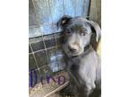 Adopt Dino a Gray/Blue/Silver/Salt & Pepper Labrador Retriever / Pit Bull