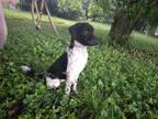 Adopt Ladie a Black - with White Goldendoodle / Mixed dog in Pelzer