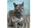 Adopt Ursula a Gray or Blue Domestic Longhair / Mixed (long coat) cat in