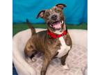 Adopt Maria a Pit Bull Terrier, Mixed Breed