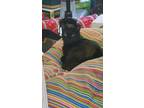 Adopt Fenrir a All Black Domestic Shorthair / Mixed (short coat) cat in Spring