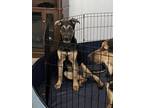 Adopt Sasha a Black - with Tan, Yellow or Fawn German Shepherd Dog / Terrier