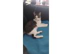 Adopt Finn a Gray, Blue or Silver Tabby Tabby / Mixed (short coat) cat in