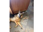 Adopt zoey a Black - with Tan, Yellow or Fawn German Shepherd Dog / Mixed dog in