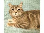 Adopt Stripes H. a Gray or Blue (Mostly) Domestic Shorthair cat in Buhl
