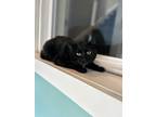 Adopt Tux a Black (Mostly) American Shorthair / Mixed (medium coat) cat in
