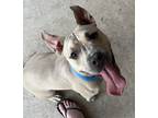 Adopt Dresden a Tan/Yellow/Fawn - with White American Pit Bull Terrier / Mixed