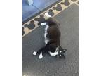 Adopt Boots a Black & White or Tuxedo Domestic Longhair / Mixed (long coat) cat