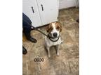 Adopt Theodora a Jack Russell Terrier / Mixed dog in Darlington, SC (41486772)